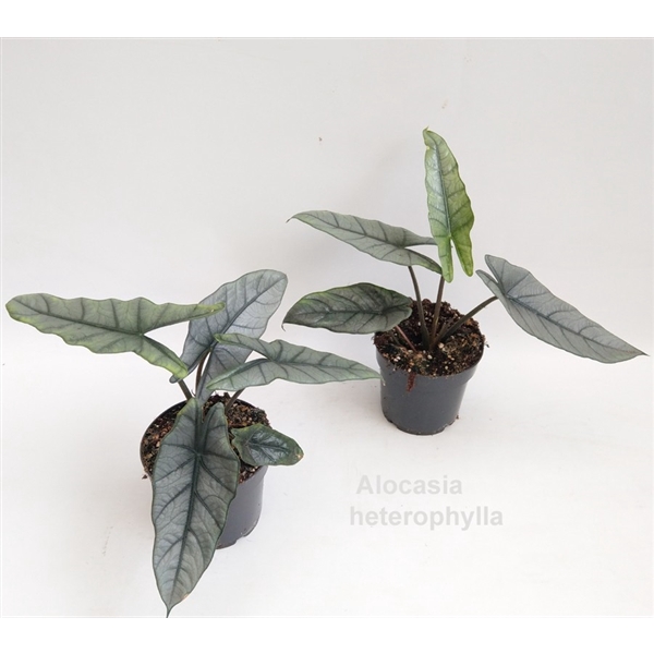 <h4>Alocasia heterophylla 14cm</h4>