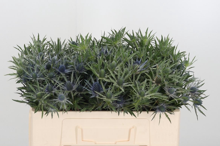 <h4>Eryngium Planum</h4>