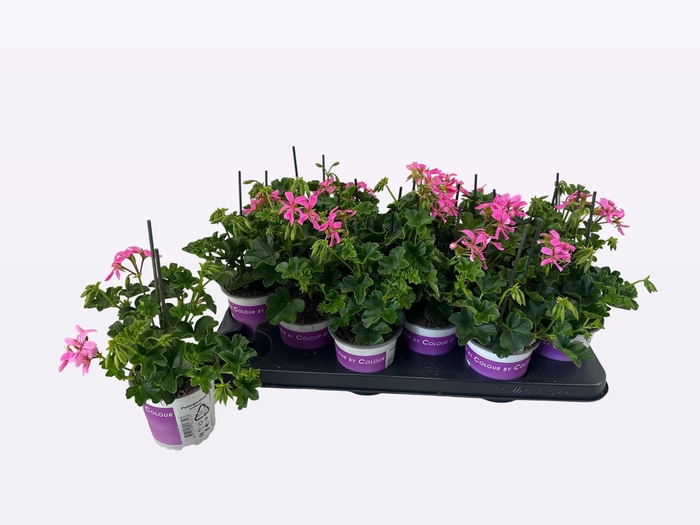 <h4>PEL PELT BALKON LILA</h4>