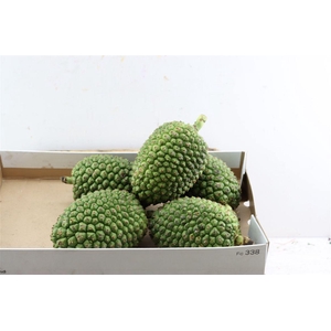 Sier Pandanus Fruit Medium