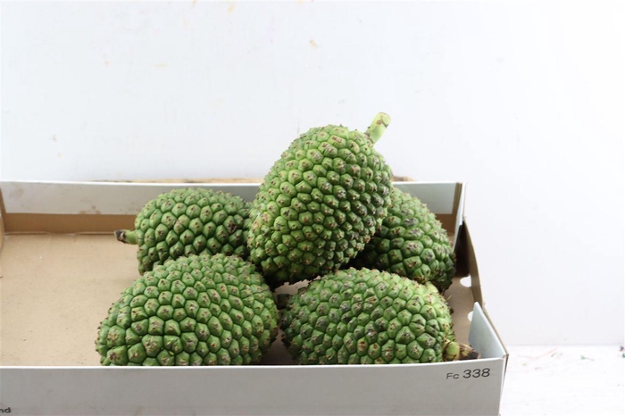 <h4>Sier Pandanus Fruit Medium</h4>