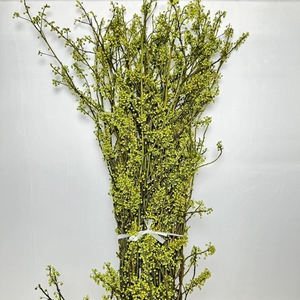 Litsea Citrodera Japan