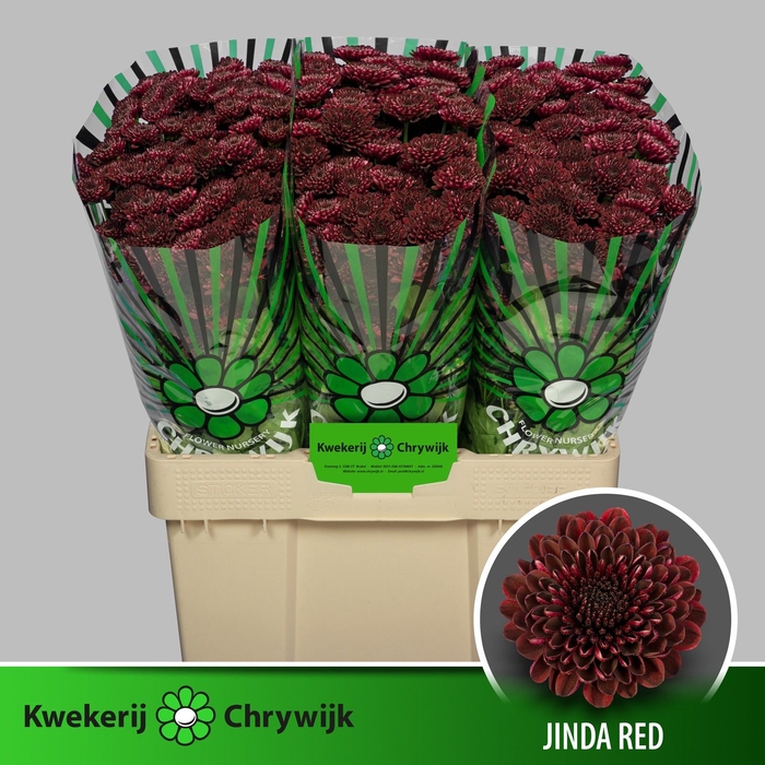 <h4>CHR S JINDA RED</h4>