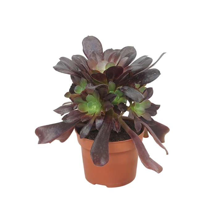 <h4>Aeonium valour 12 cm</h4>