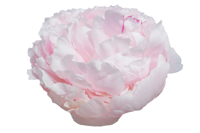 <h4>Paeonia Reine Hortense</h4>