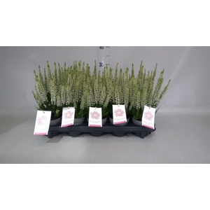 Calluna vulg. 'First-L Lady Veroni'