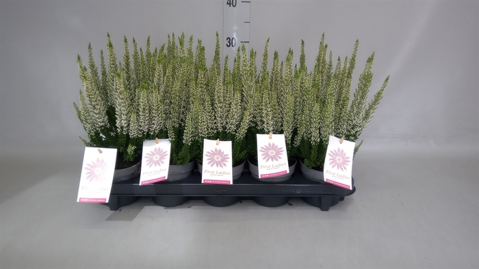 <h4>Calluna vulg. 'First-L Lady Veroni'</h4>