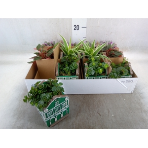 Planten  ..in schaal L%