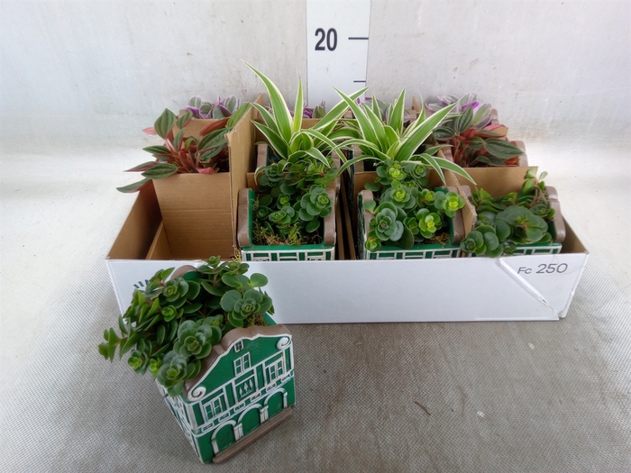 <h4>Planten  ..in schaal L%</h4>