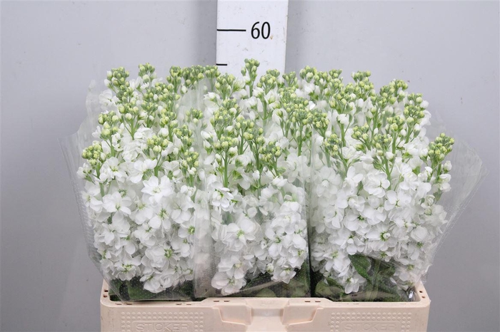 <h4>Matth Aida White</h4>