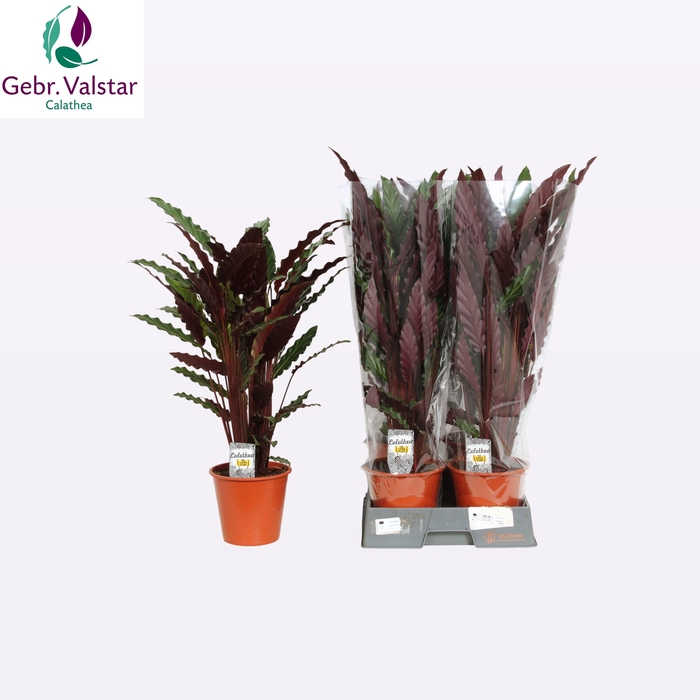 <h4>CALAT RUF WAVESTAR</h4>