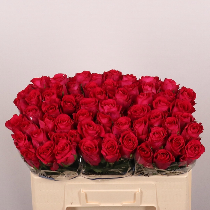 <h4>R GR MADAM CERISE</h4>