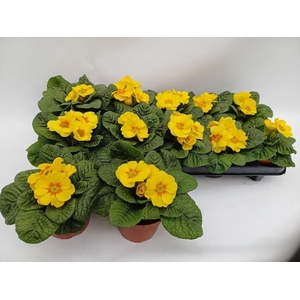 PRIM AC ROSAN YEL SH