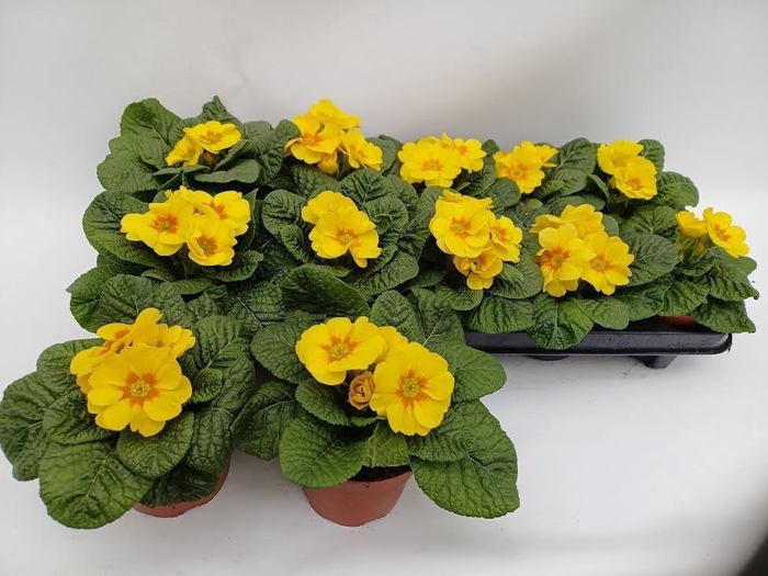 <h4>PRIM AC ROSAN YEL SH</h4>