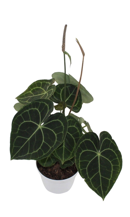 <h4>Clarinervium 14cm</h4>