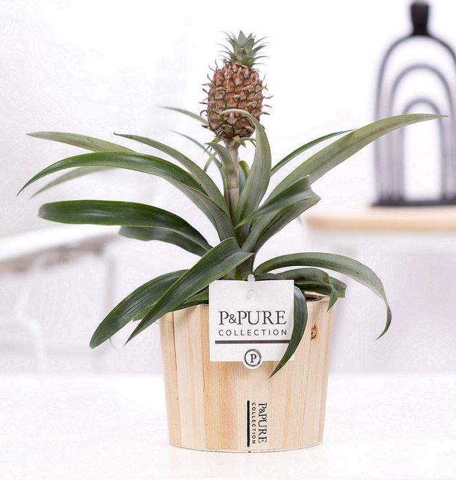 <h4>Ananas Rosita in P&PURE Wood 5</h4>