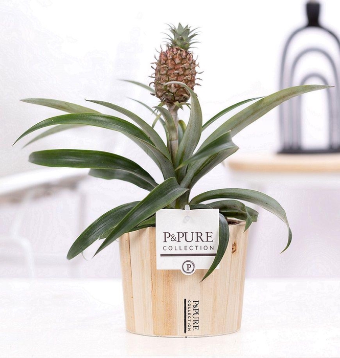 <h4>Ananas Rosita in P&PURE Wood 5</h4>