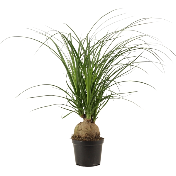 <h4>Beaucarnea bol 12 cm</h4>