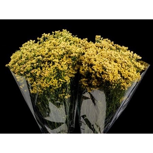 Limonium Yellow