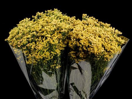 <h4>Limonium Yellow</h4>