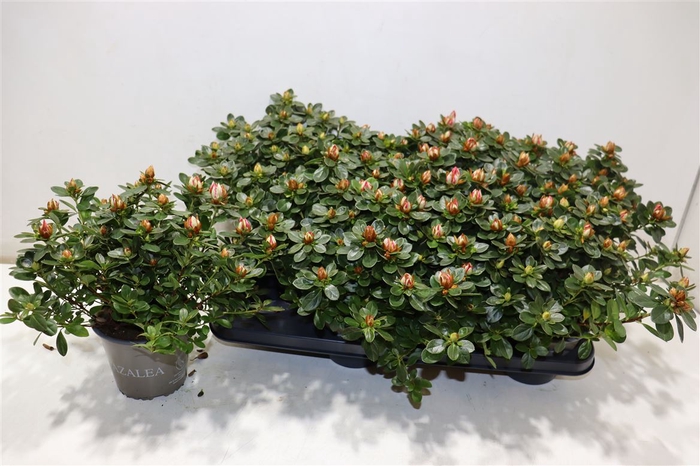 <h4>Rhodo Si Sachsenster</h4>