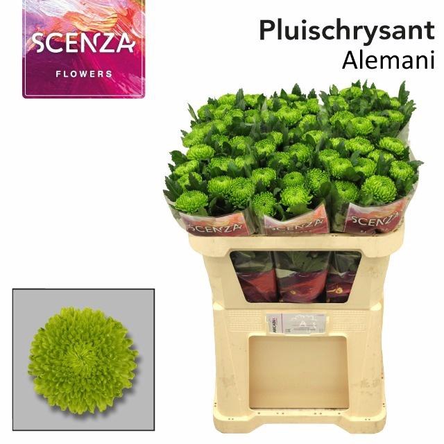 <h4>CHR G ALEMANI</h4>