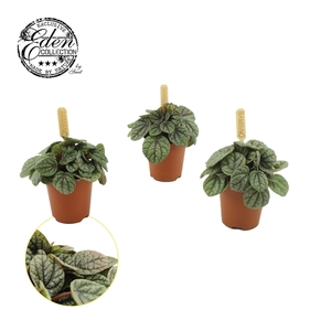 Peperomia Greyhound 5,5cm