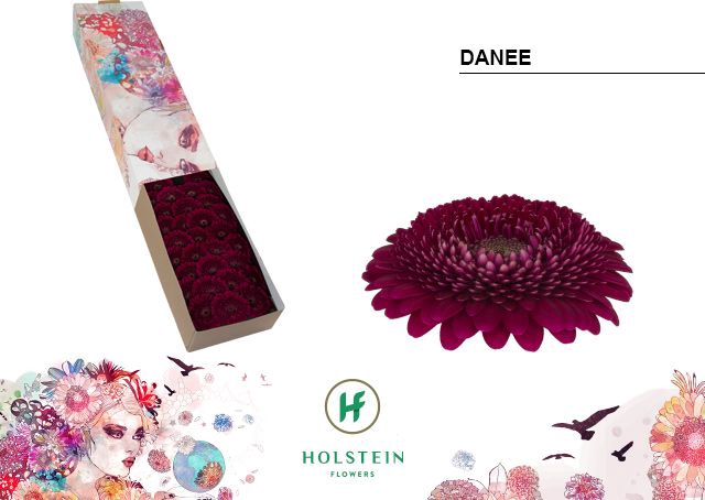 <h4>GE MB GERPONI DANEE Doos x60</h4>