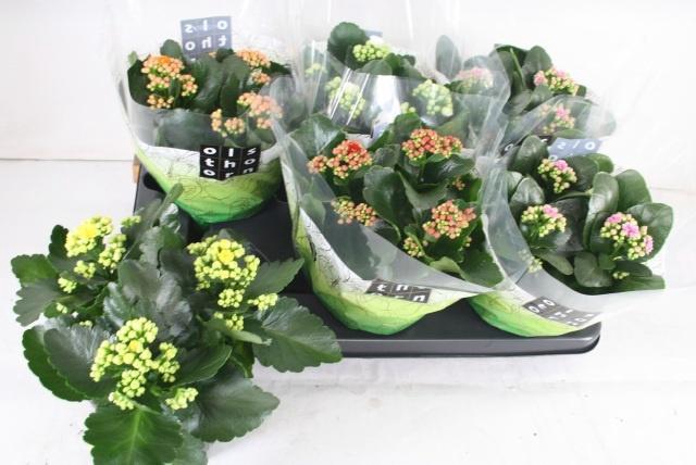 <h4>KAL GE GEM 5 KL</h4>