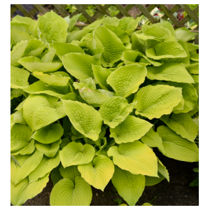 Hosta overig