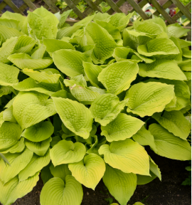<h4>Hosta overig</h4>