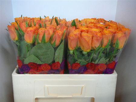 <h4>R Gr Confidential</h4>