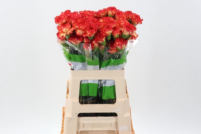 <h4>Dianthus ST 'Zenit'</h4>