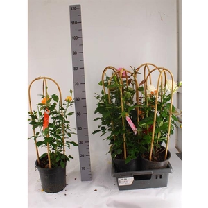 ROSA SELECT MIX P22