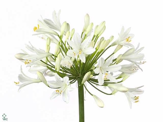 Agapanthus Snow Star Super