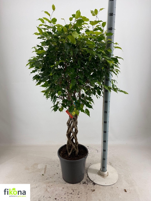 <h4>FIC BENJAMINA OV</h4>