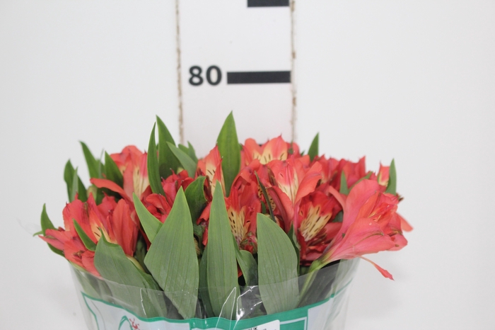 <h4>ALSTROEMERIA CORSICA 080 CM</h4>