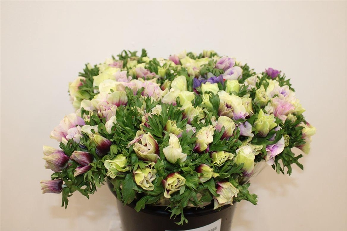 <h4>Anem Rainbow Happy</h4>