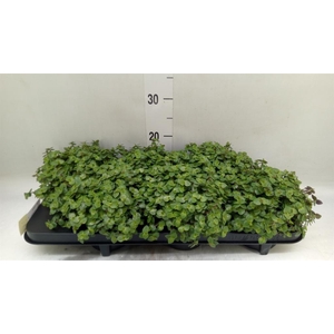 Callisia repens