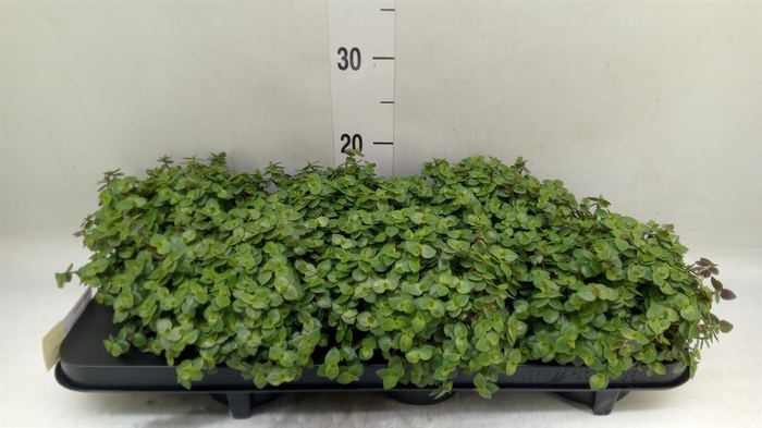 <h4>Callisia repens</h4>