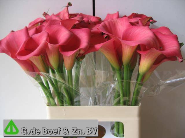 <h4>ZANT CAPT HOLLYWOOD</h4>