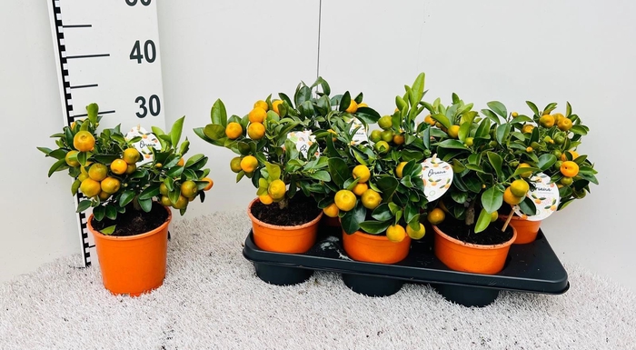 <h4>Citrus Calamondin medium-stem (s2)</h4>
