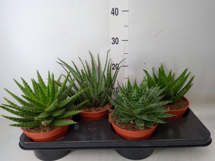 <h4>Aloe   ...mix</h4>