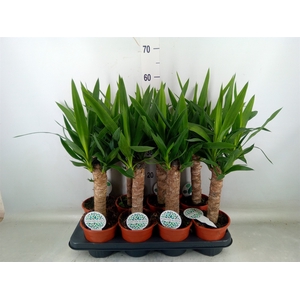 Yucca   ...