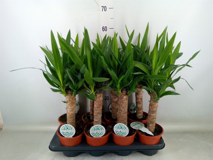 <h4>Yucca   ...</h4>