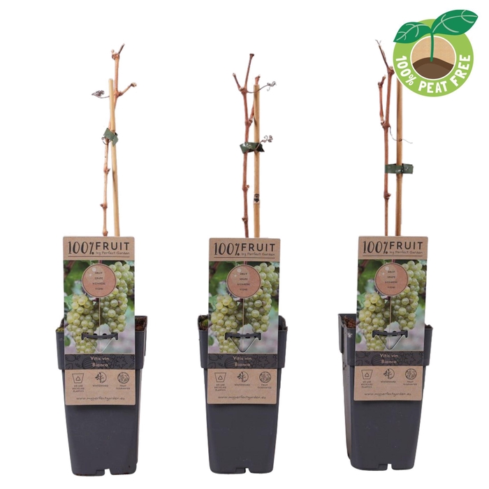 <h4>Vitis Bianca</h4>
