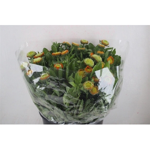 Calendula Orange Super P Stem