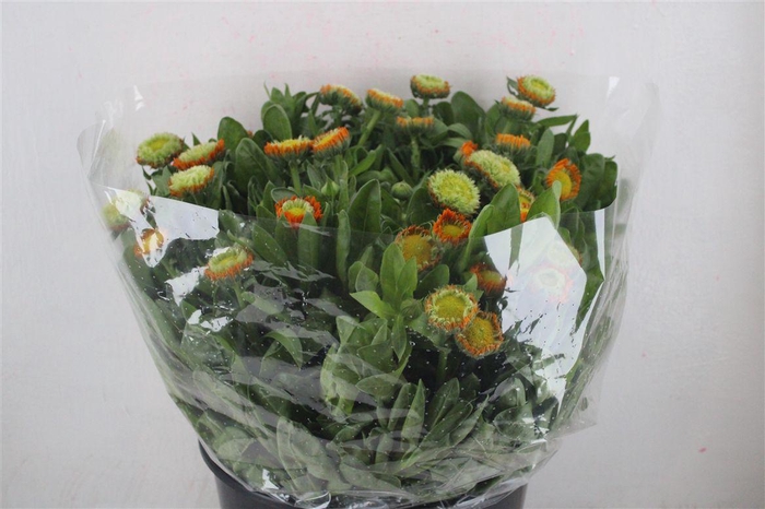 <h4>Calendula Orange Super P Stem</h4>