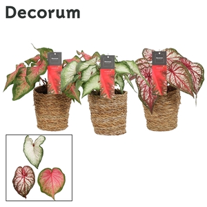 Caladium Mix in Ruby mand (Decorum)