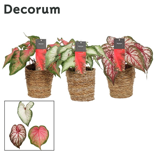 <h4>Caladium Mix in Ruby mand (Decorum)</h4>